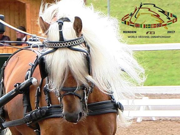 FEI World Driving Chamionships for Ponies